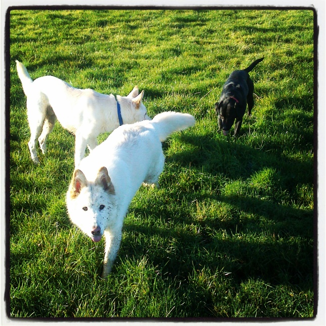 (From left) Jack, Dora and Enzo enjoying one of their walks